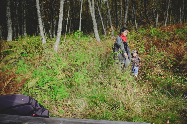 Picture 6 of Early fall in the Norwegian forest