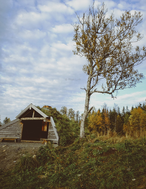Picture 7 of Early fall in the Norwegian forest
