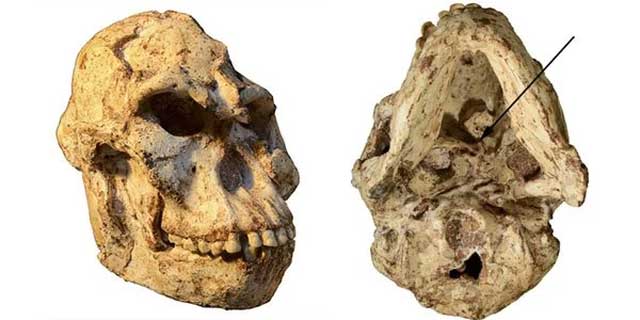 Early humans also fasted and swung among the trees images 5