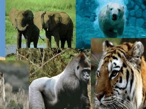 Picture 1 of Earth faces the greatest danger of extinction