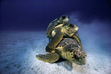 Picture 12 of Earth History through images (Part I)