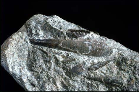 Picture 4 of Earth History through images (Part I)
