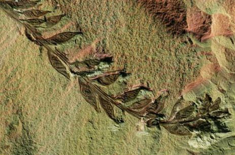 Picture 6 of Earth History through images (Part II)