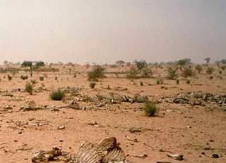 Picture 1 of Earth warms, harmful consequences