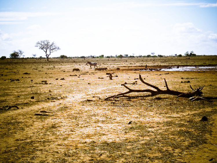 Picture 1 of Earth will have a lot more Sahara desert if this trend continues to happen