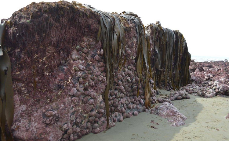 Picture 1 of Earthquake pulls the seabed 2m high in New Zealand