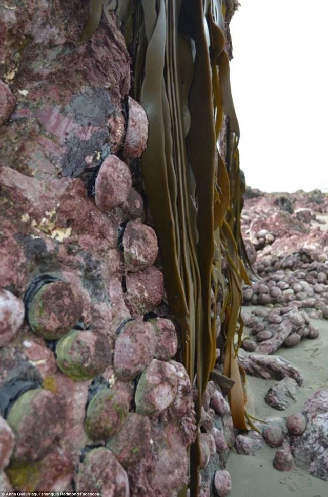 Picture 2 of Earthquake pulls the seabed 2m high in New Zealand