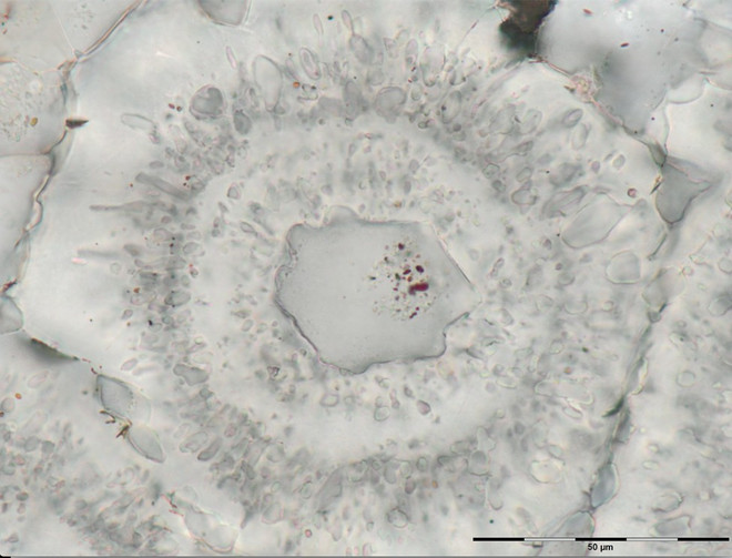 Picture 4 of Earth's oldest life has just been discovered in Northern Canada