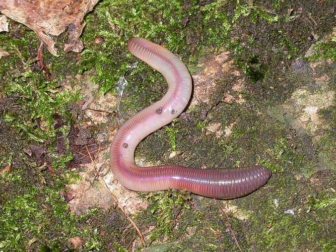 Picture 1 of Earthworms after being interrupted why turn into many?