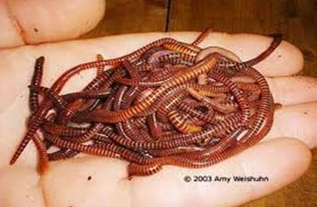 Picture 2 of Earthworms and the ability to treat hypertension