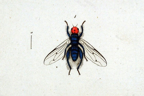 Picture 1 of 'Eat corpses' insects make you nape your hair