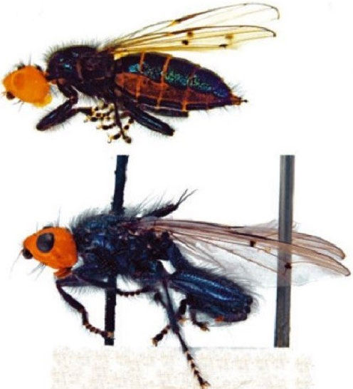 Picture 2 of 'Eat corpses' insects make you nape your hair