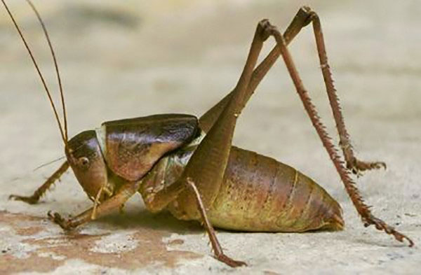 Picture 3 of 'Eat corpses' insects make you nape your hair