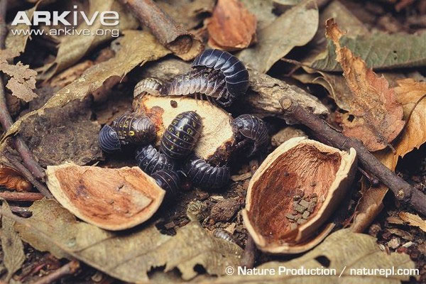 Picture 4 of 'Eat corpses' insects make you nape your hair