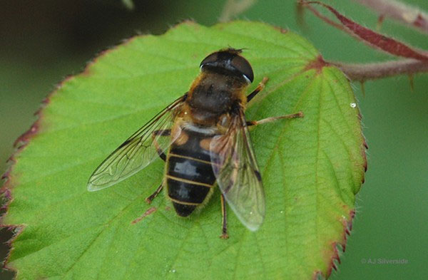 Picture 5 of 'Eat corpses' insects make you nape your hair