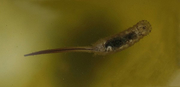 Picture 6 of 'Eat corpses' insects make you nape your hair