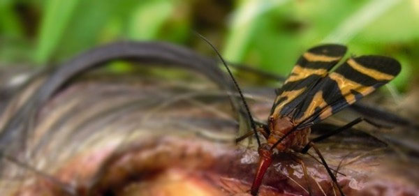 Picture 7 of 'Eat corpses' insects make you nape your hair