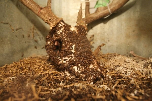 Picture 8 of 'Eat corpses' insects make you nape your hair