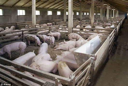 Picture 2 of Eat hot dogs susceptible to hepatitis E
