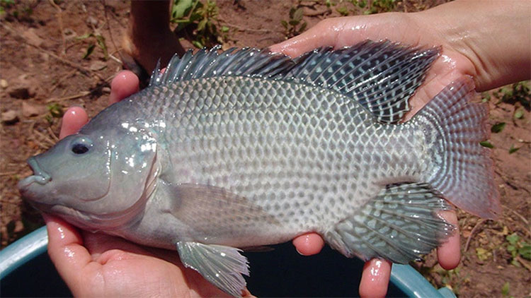 Picture 1 of Eat more tilapia, the death comes faster?