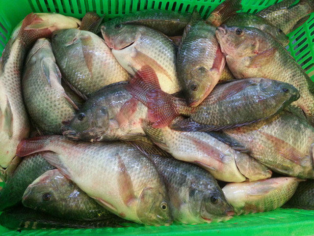 Picture 2 of Eat more tilapia, the death comes faster?