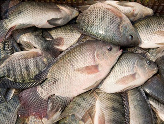 Picture 3 of Eat more tilapia, the death comes faster?