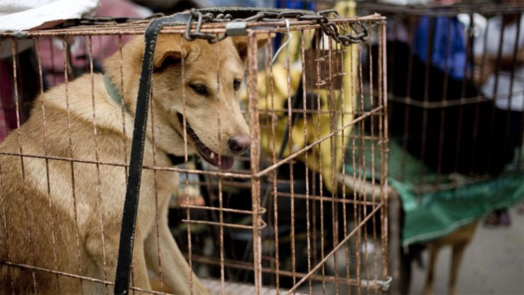 Eating dog meat - a controversial tradition in history