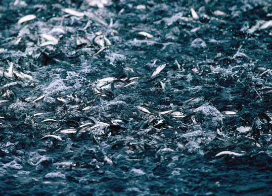 Picture 1 of Eating fish extract reduces the risk of liver cancer