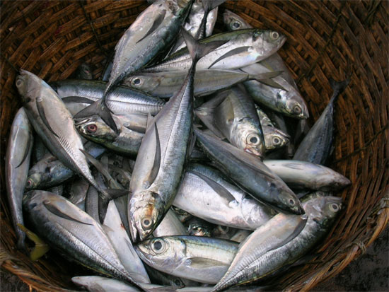 Picture 1 of Eating fish reduces the risk of rheumatoid arthritis