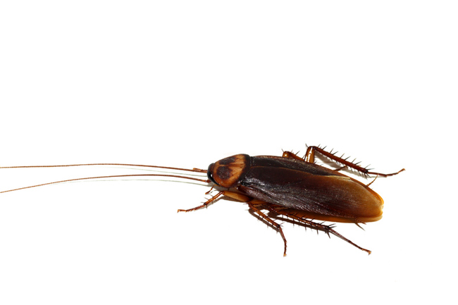 Eating less nutritious food makes fatty cockroaches more images 1