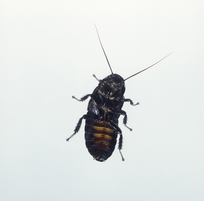 Eating less nutritious food makes fatty cockroaches more images 2