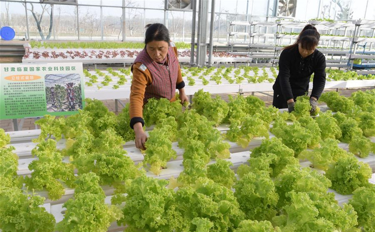 Picture 1 of Eating lots of green vegetables helps prevent dementia in old age