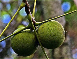 Picture 1 of Eating lots of walnuts reduces the risk of breast cancer