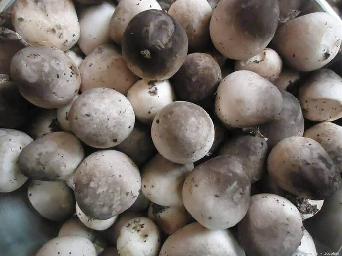 Picture 3 of Eating mushrooms can prevent cancer but not eat meat or fish
