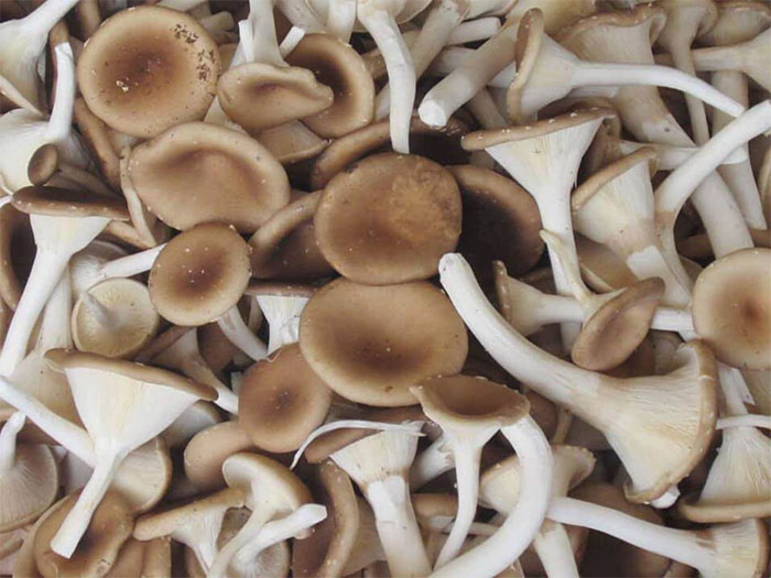 Picture 4 of Eating mushrooms can prevent cancer but not eat meat or fish