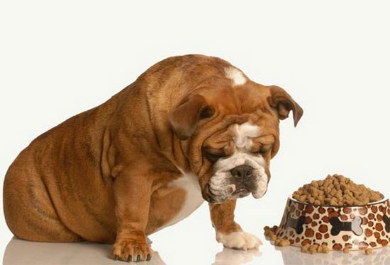 Picture 1 of Eating the wrong foods dogs, cats are dangerous?