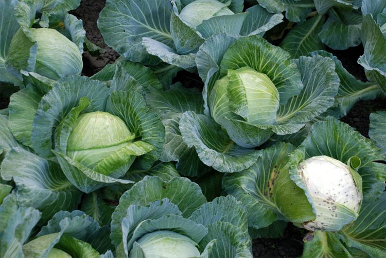 Picture 3 of Eating this food all your life does not require antibiotics