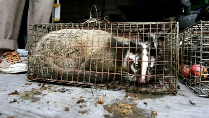Picture 1 of Eating wild meat - a thousand-year habit of harming Chinese people