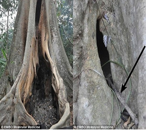 Picture 2 of Ebola outbreaks stem from boys playing near bats
