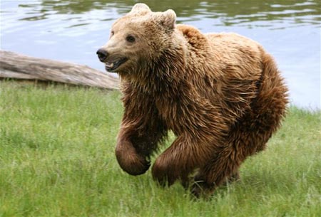 Picture 1 of Economic crisis saved bear's life