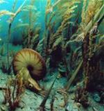 Ecosystem at risk of images 1