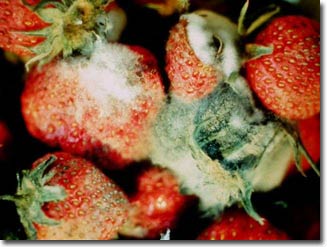 Effect of cell wall protein in fruit images 1