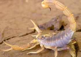 Picture 1 of Effective green scorpion venom for cancer treatment