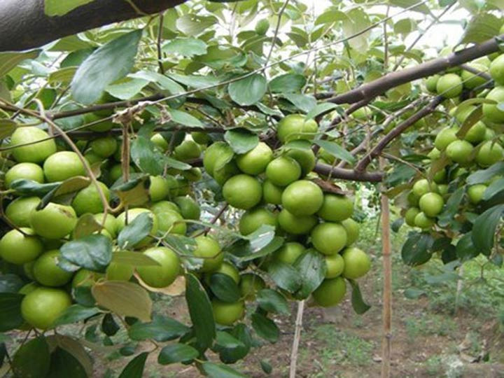 Picture 1 of Effective healing effects from apple apples