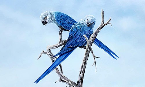 Picture 1 of Efforts to revive extinct parrot species in the wild