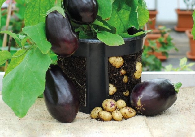 Picture 1 of Eggplant tops lay potatoes