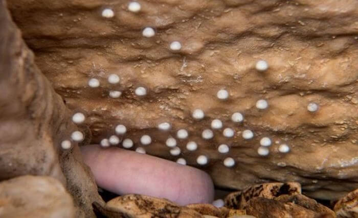 Eggs 'young dragons' in the cave hatch after a decade of waiting