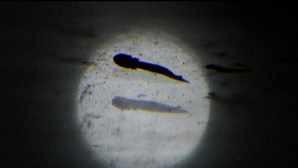 Picture 7 of Eggs 'young dragons' in the cave hatch after a decade of waiting