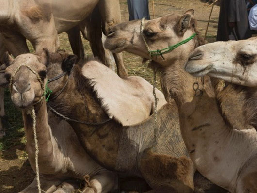 Picture 1 of Egypt recorded the first case of death due to MERS virus