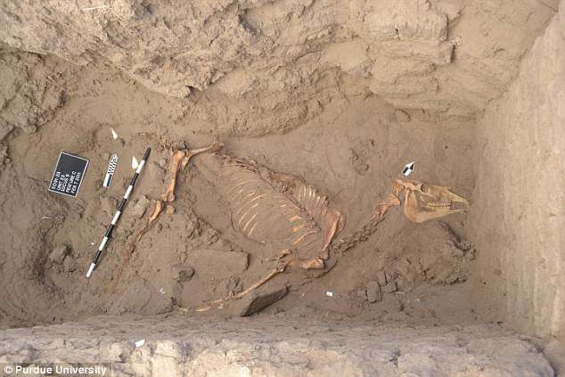 Picture 1 of Egyptian royal horses still have feathers after 3,000 years
